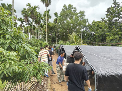 2500只鸡苗投放赤草村 助力村民增收致富